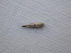 Stathmopoda hyposcia