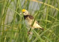 Ploceus benghalensis