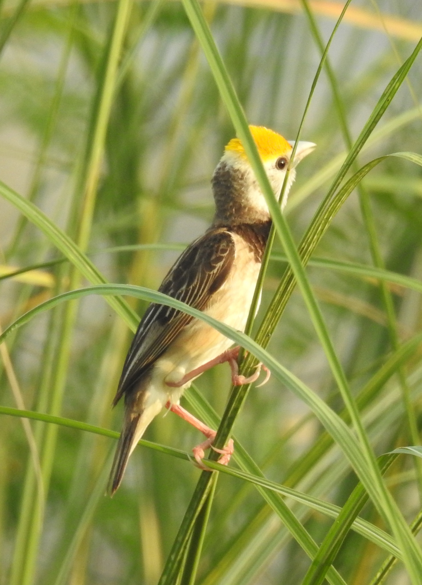 Black-breasted Weaver