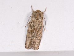Spodoptera albula