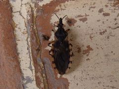 Triatoma garciabesi