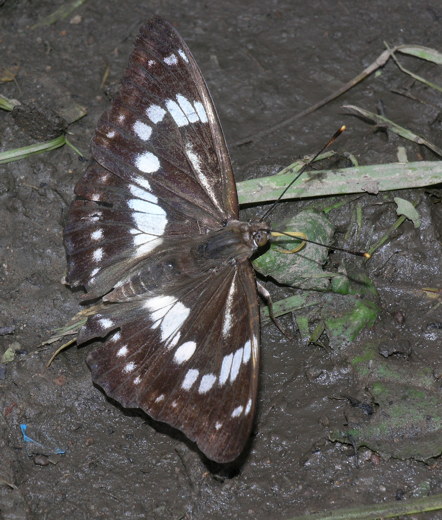 Mimathyma nycteis
