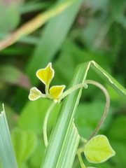 Rhynchosia volubilis