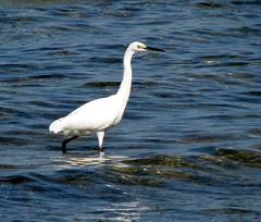 Egretta garzetta