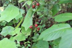 Rubus liebmannii