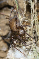 Megadictyna thilenii