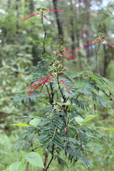 Calliandra houstoniana