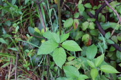 Rubus liebmannii