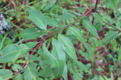 Prunus serotina