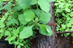 Rumfordia floribunda