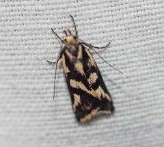 Epithymema incomposita