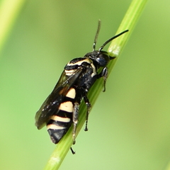 Triepeolus remigatus