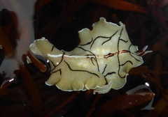 Eurylepta californica