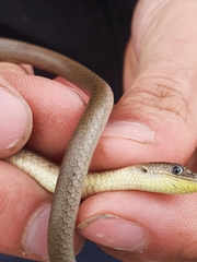 Delma inornata