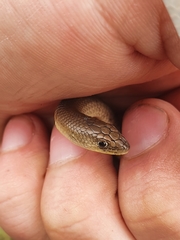 Delma inornata