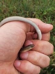 Delma inornata