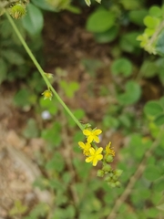 Agrimonia pilosa