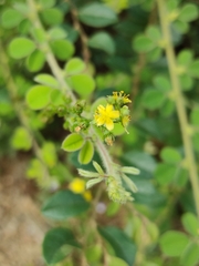 Agrimonia pilosa