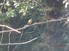 Troglodytes aedon brunneicollis