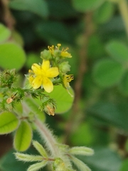 Agrimonia pilosa