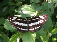 Neptis hylas