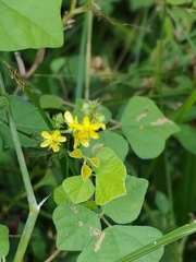 Agrimonia pilosa
