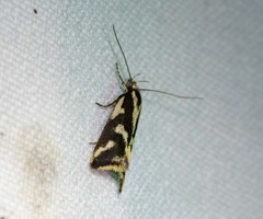 Epithymema incomposita