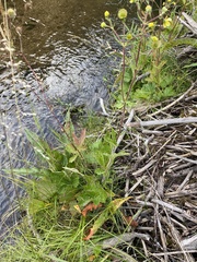 Geum macrophyllum perincisum