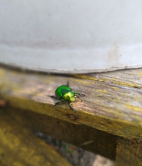 Calomacraspis splendens