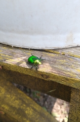 Calomacraspis splendens