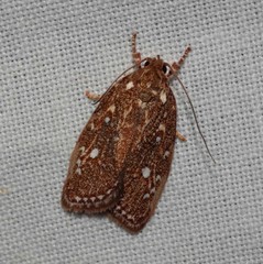 Euchaetis metallota