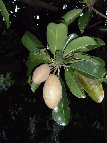 Manilkara zapota observed 2008-02-19