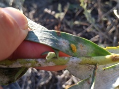 Psyllobora vigintiduopunctata