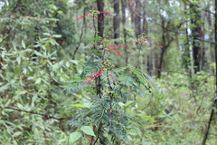 Calliandra houstoniana