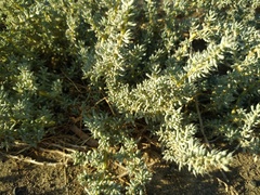 Salsola foliosa