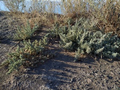 Salsola foliosa