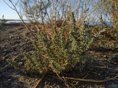 Salsola foliosa