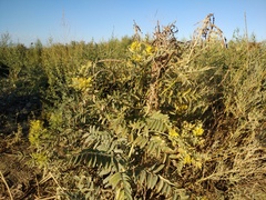 Sophora alopecuroides