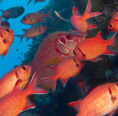 Sargocentron spiniferum