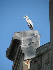 Ardea cinerea