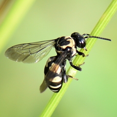 Triepeolus remigatus