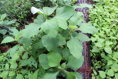 Rumfordia floribunda