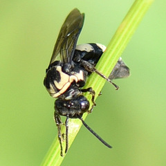 Triepeolus remigatus