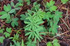 Oxalis decaphylla