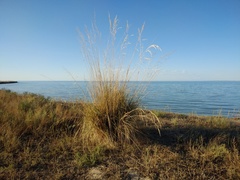 Stipa splendens