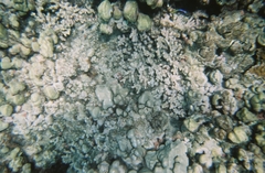 Labroides phthirophagus