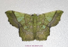 Neagathia corruptata