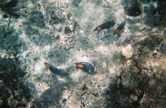 Acanthurus achilles