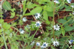 Eryngium beecheyanum