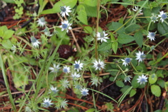Eryngium beecheyanum